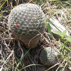 Mammillaria haageana haageana