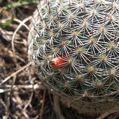 Mammillaria haageana haageana