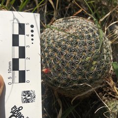 Mammillaria haageana haageana