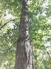 Carya carolinae-septentrionalis