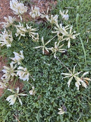 Trifolium barnebyi