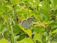 Plebejus