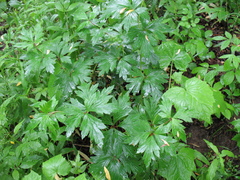 Aconitum stoloniferum