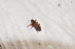 Microlarinus