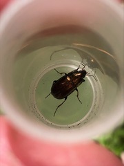 Coleoptera