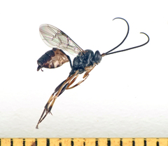 Microcharops