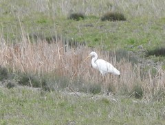 Ardea alba alba