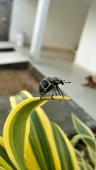 Sternechus subsignatus