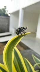 Sternechus subsignatus