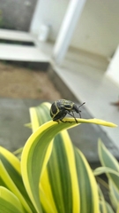 Sternechus subsignatus