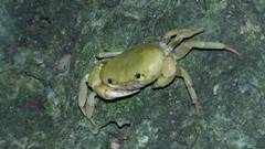 Geothelphusa albogilva