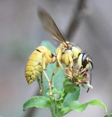 Vespa bicolor