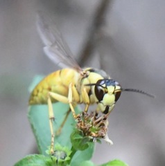 Vespa bicolor