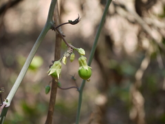 Adenia hondala