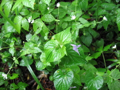 Viola acuminata