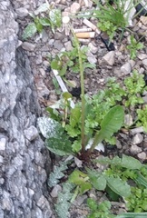 Taraxacum officinale