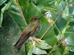 Haplophaedia aureliae