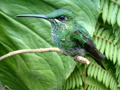 Green-Crowned Brilliant photo 2