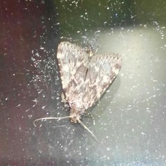Aglossa dimidiatus