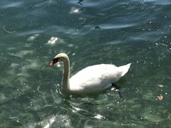 Cygnus olor