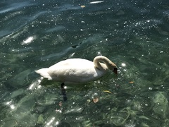 Cygnus olor