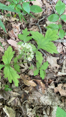 Hydrophyllum macrophyllum