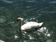 Cygnus olor