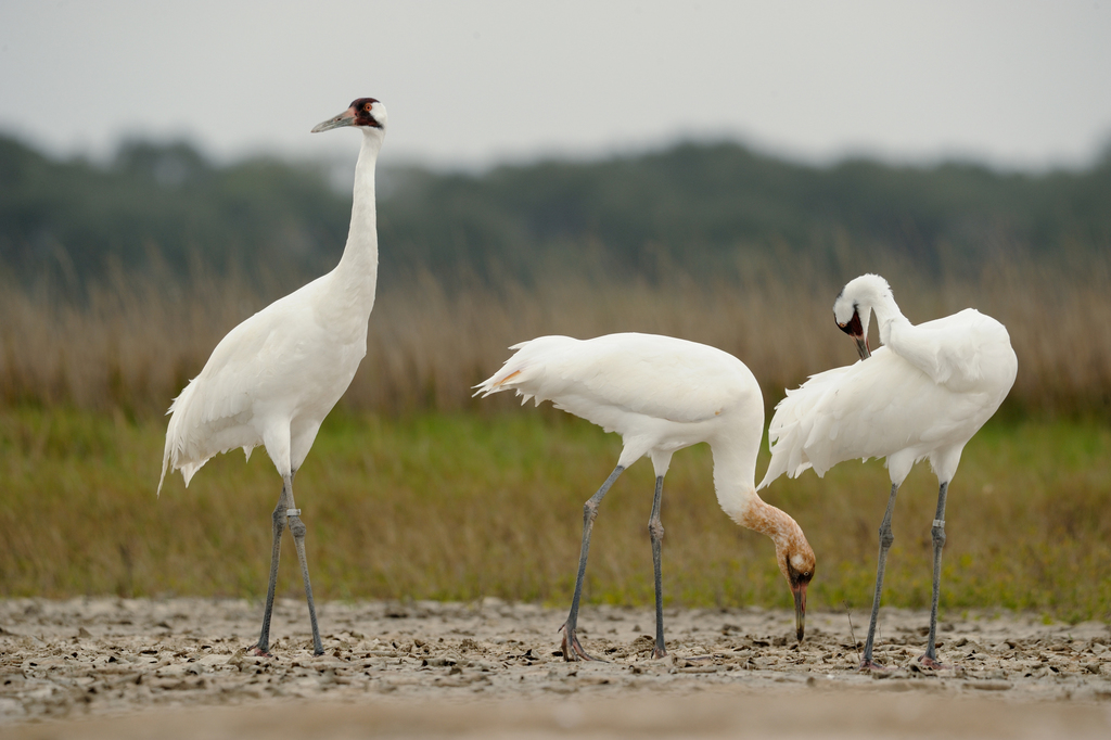 Whooping Crane (Grus americana) photo