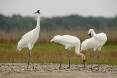 Whooping Crane photo 1