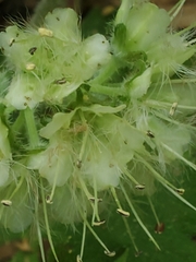 Hydrophyllum macrophyllum