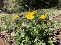 Ranunculus montanus