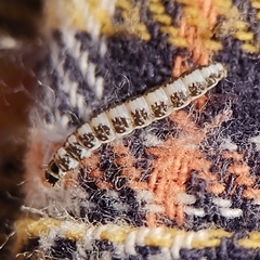 Batrachedra praeangusta