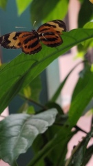Heliconius numata