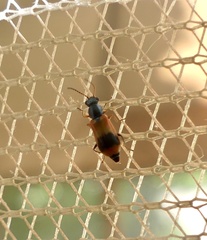 Anthocomus