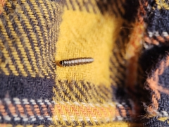 Batrachedra praeangusta