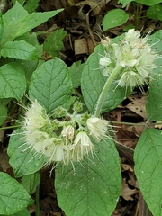 Hydrophyllum macrophyllum