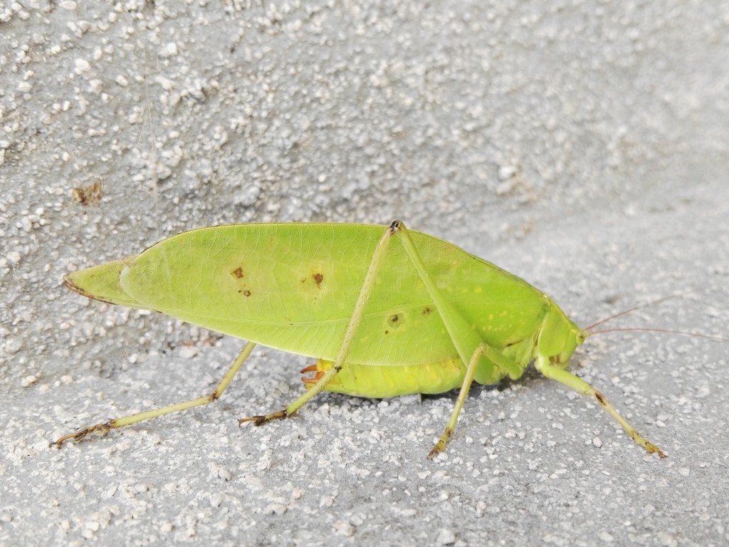 Ruidocollaris