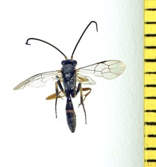 Microcharops