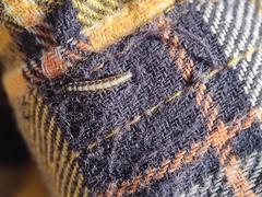 Batrachedra praeangusta