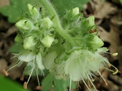 Hydrophyllum macrophyllum