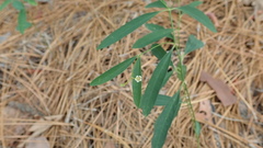 Euphorbia curtisii