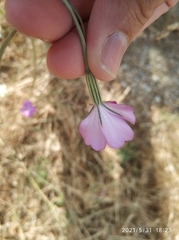Caryophyllaceae