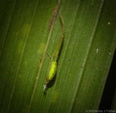 Miagrammopes flavus