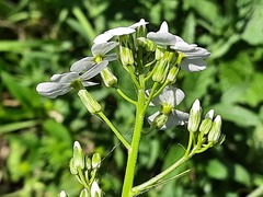 Hesperis matronalis voronovii