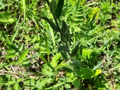Hesperis matronalis voronovii