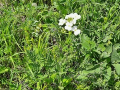 Hesperis matronalis voronovii