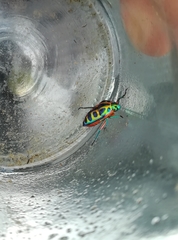 Calidea dregii
