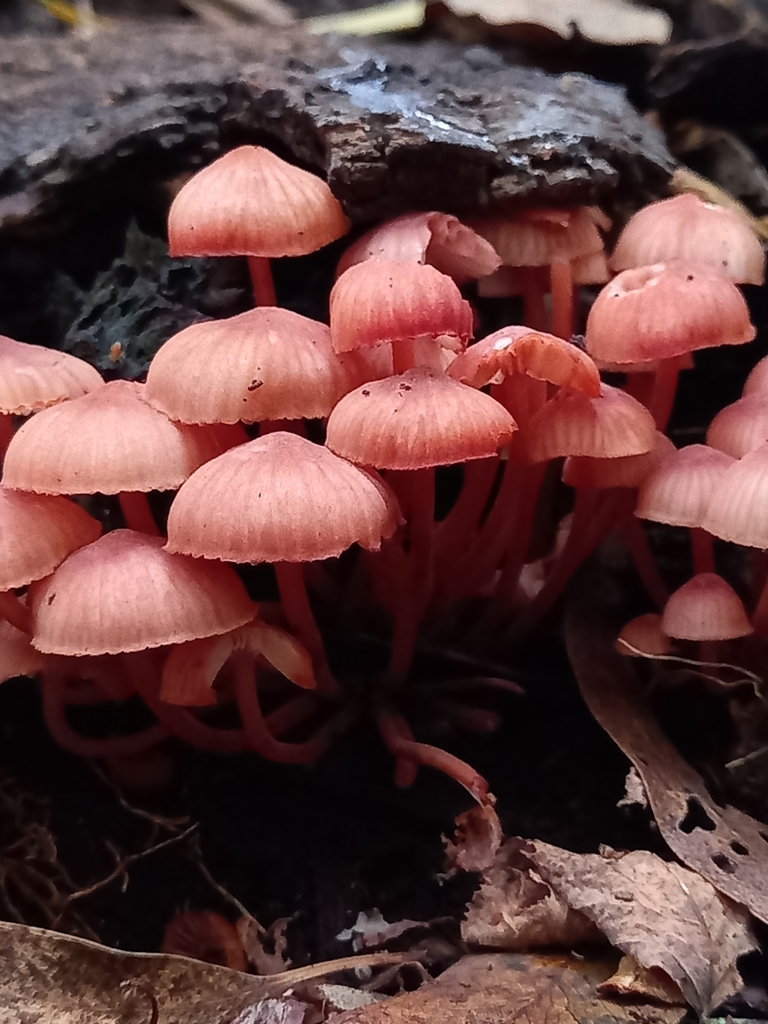 Mycena haematopus · May 2021 · photo: © soldemarmaulina (iNaturalist, cc-by)