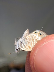 Leptotes pirithous