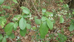 Vaccinium formosum